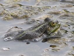 photo of a frog in a swamp