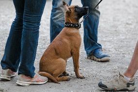 brown puppy on a leash near the people