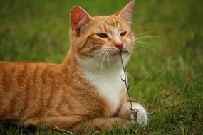 red domestic cat playing with grass