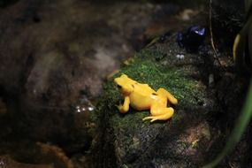 yellow Panamanian Golen Frog