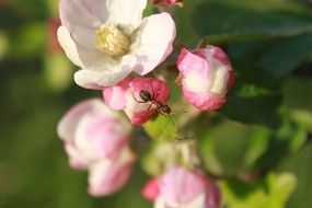 red Ant Climbing Apple Blossom