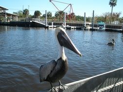Pelican, Florida