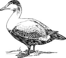 nice Duck drawing