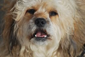portrait of a shaggy dog