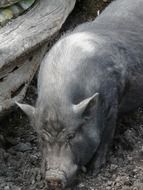 Grey miniature pig near the fence