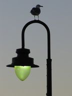 bird on a lamppost at dusk
