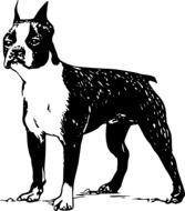 Bull terrier clipart