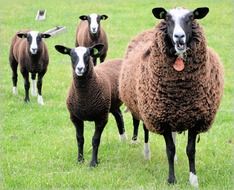 Sheep Lamb Farm