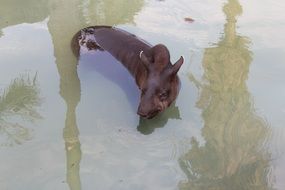 wild peccary in the water