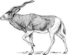 Antelope Walking drawing