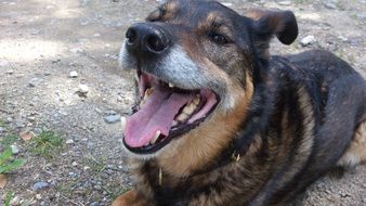 dog with a open mouth