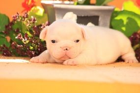 white bulldog puppy