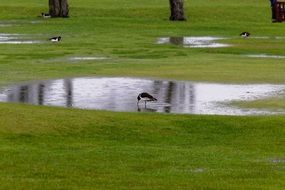 birds standing in puddles