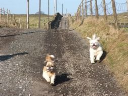 little dogs run along the road