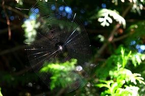 filigreed cobweb in the forest