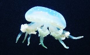 fascinating Jellyfish Sea
