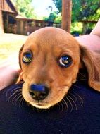 Big-Eyed Dachshund Puppy