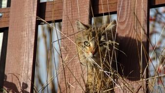 cat in the fence