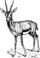 Standing male Gazelle, illustration