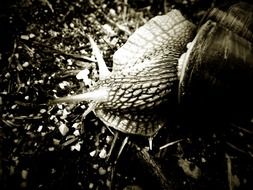 snail in monochrome