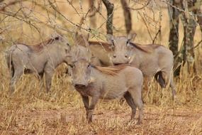 Beautiful warthogs in Tanzania