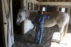 man caring for a horse