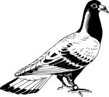 Drawing of Pigeon Bird