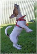 Russell Terrier training