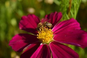 bee on a pointed colorful flower