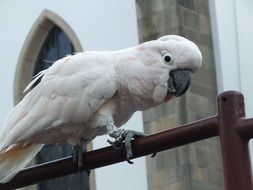 Cockatoo Parrot near the building