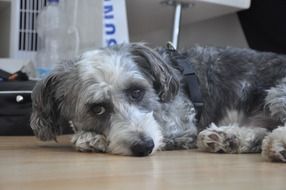 gray dog in veterinary clinic