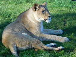 reclining lioness on the grass in the shadow