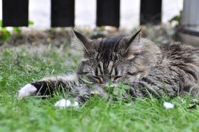handsome Sleeping Cat