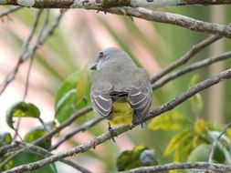 gray yellow bird on a tree branch