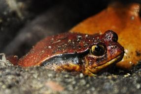 Tomato Frog on ground, side view