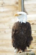 proud Bald Eagle