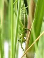 green grasshopper in green grass