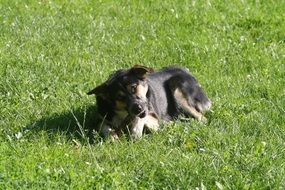 dog nibbles stick on green grass