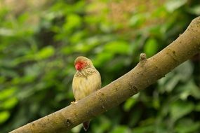 bird in the Butterfly Park of Benalmadena