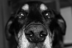 dog face in monochrome