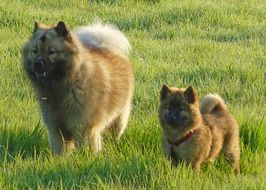 Dogs Eurasians