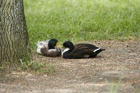 a pair of the beautiful and colorful ducks near a tree