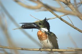 Kingfisher with prey in its beak