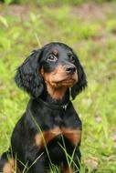 gordon setter puppy is sitting on a green field