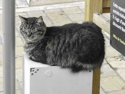 mackerel Cat sleeping outdoor