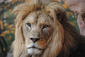 portrait of a wild predatory majestic lion