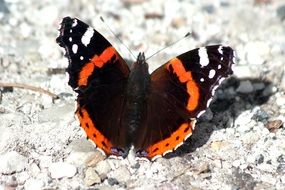 black butterfly with red and white circle