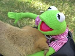 playful curious puppy, Kermit frog