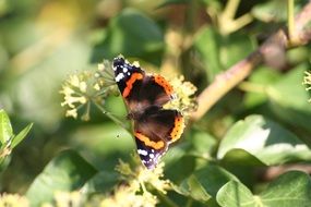 Wild colorful butterfly on the tree among the plants