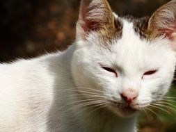 blinking domestic cat